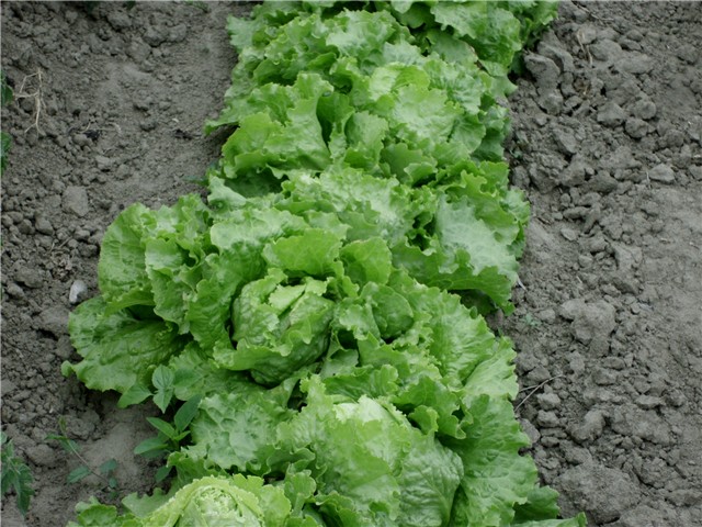 salata3